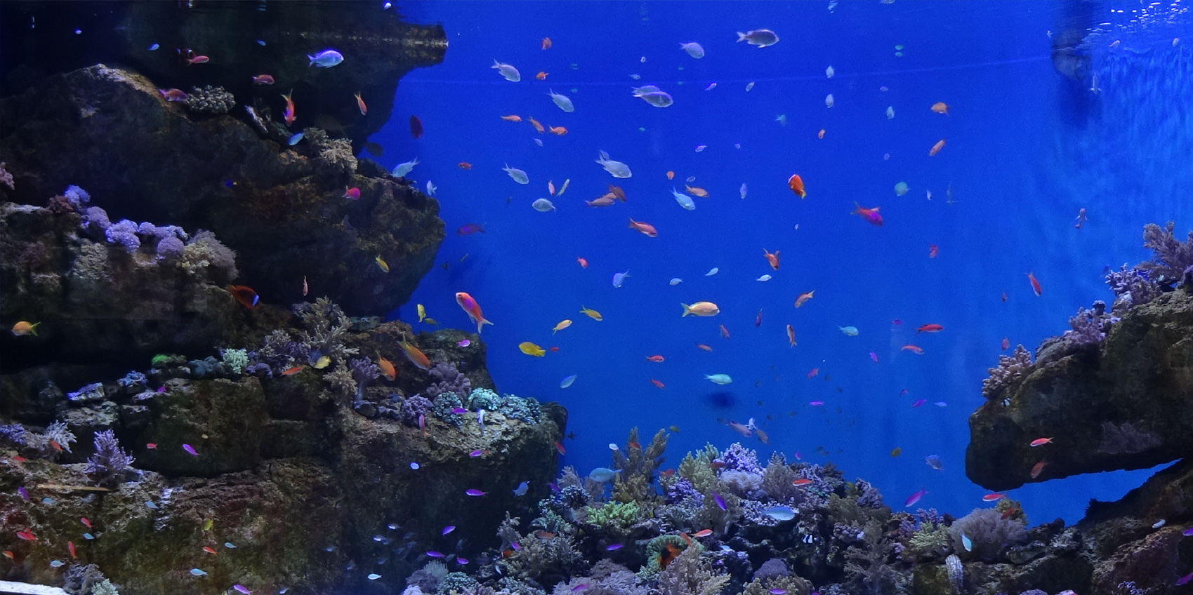 水槽・アクアリウムの快適さを追求【日本サカスの技術】