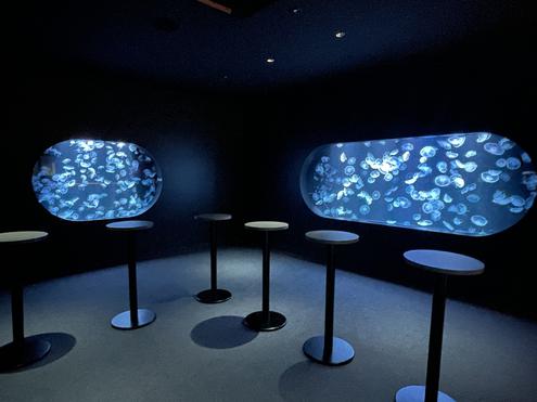 クラゲコーナー